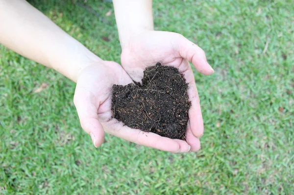 Two hands holding plant