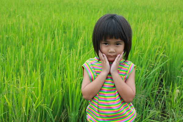 Diversão no campo de arroz — Fotografia de Stock