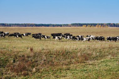 Yaz günü yeşil tarlada otlayan inek sürüsü.