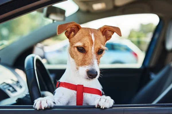 Jack Russell Terrier Perro Sienta Coche Conductor Sentarse Perro Mirando —  Fotos de Stock