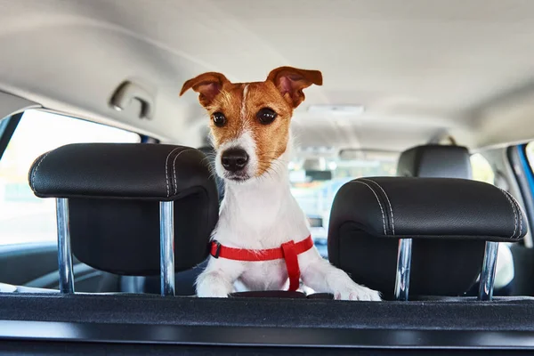 Jack Russell terrier dog looking out of car seat. Trip with a dog