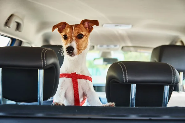 Jack Russell Terrier Perro Mirando Desde Asiento Del Coche Viaje —  Fotos de Stock