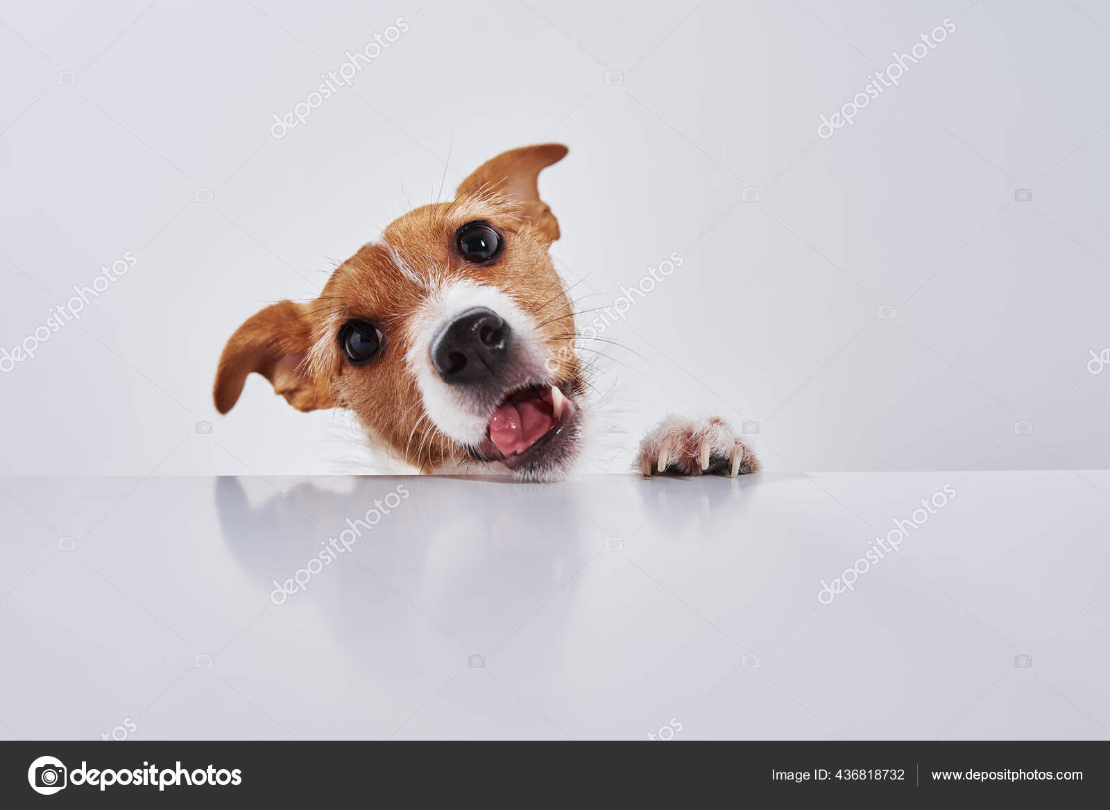 Jack Russell Terrier Chien Manger Repas Une Table Drole Portrait Image Libre De Droit Par Shtak3t C Jack Russell Terrier Chien Manger Repas Une Table Drole Portrait Image Libre De Droit Par Shtak3t C
