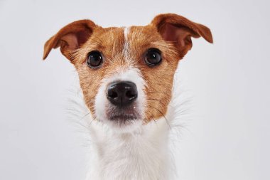 Jack Russell Terrier köpeği kameraya bakıyor. Şirin bir köpeğin portresi