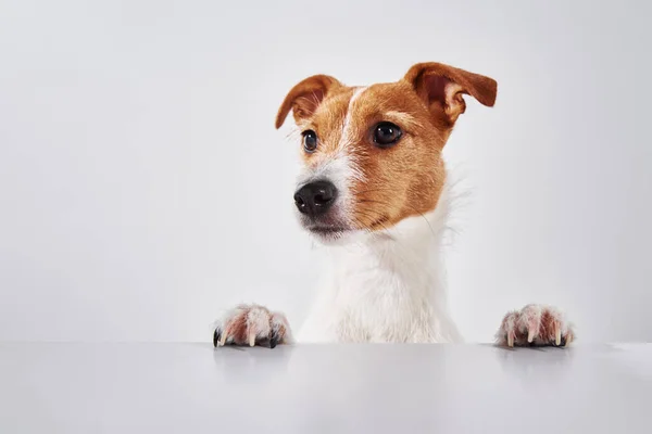 Собака Терьер Джек Рассел Лапами Столе Портрет Милой Собаки — стоковое фото