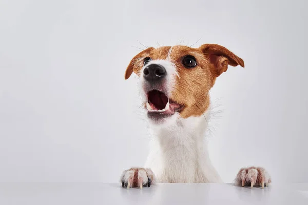 ジャック ラッセル テリア犬でテーブルの上に芝生がある かわいい犬の肖像画 — ストック写真