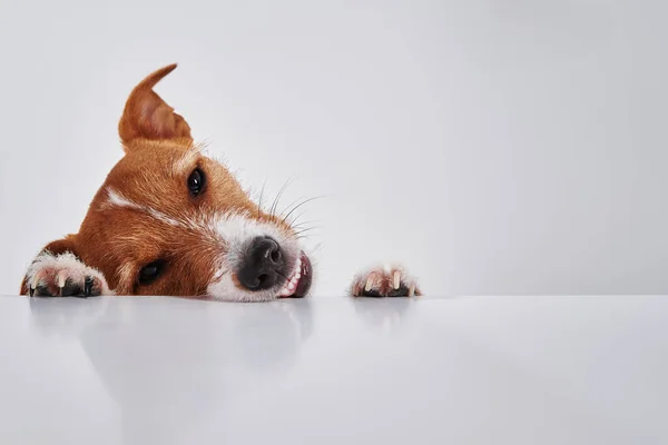 ジャック ラッセル テリア犬でテーブルの上に芝生がある かわいい犬の肖像画 — ストック写真