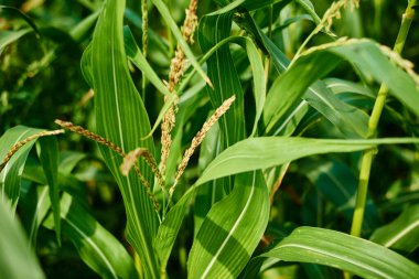 Mısır tarlasında mısırın kulağını kapat
