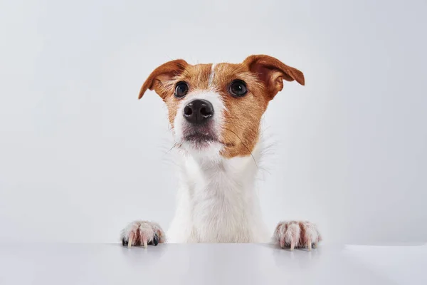 ジャック ラッセル テリア犬でテーブルの上に芝生がある かわいい犬の肖像画 — ストック写真