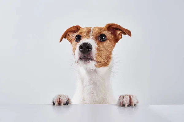 Jack Russell Perro Terrier Con Patas Mesa Retrato Perro Lindo — Foto de Stock