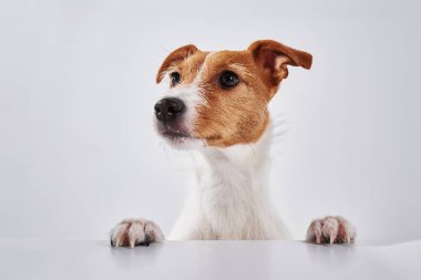 Pençeleri masada olan Jack Russell teriyer köpeği. Şirin bir köpeğin portresi