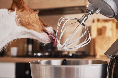 Köpek mutfakta yemek işlemcisi çırpıyor.