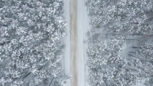 冬の森を抜ける雪の道 空中風景 — ストック動画