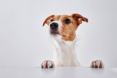 Pençeleri masada olan Jack Russell teriyer köpeği. Şirin bir köpeğin portresi