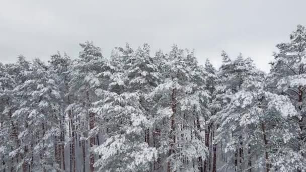 Légi Kilátás Téli Erdő Egy Hófákkal Borított Repülés Hóerdő Felett — Stock videók