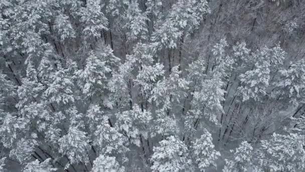 Αεροφωτογραφία του χειμερινού δάσους με χιονισμένα δέντρα. Πτήση πάνω από δάσος χιονιού — Αρχείο Βίντεο