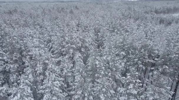 Légi kilátás téli erdő hóval borított fák. Repülés a hóerdő felett — Stock videók