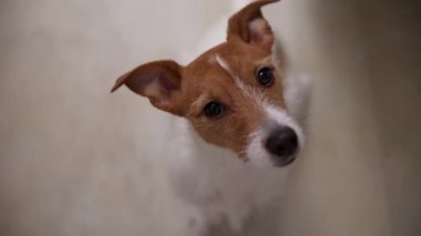 Jack Russell Terrier köpek portresi. Üzgün hayvan kameraya bakar.