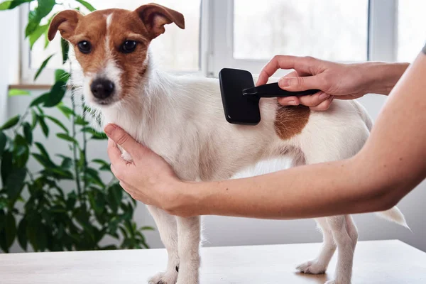 Woman brushing dog. Owner combing Jack Russell terrier. Pet care