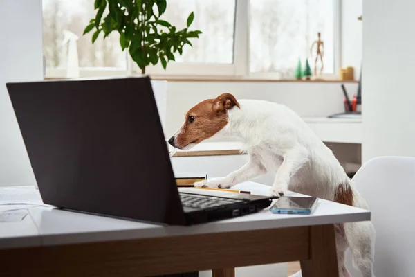 Dog work on laptop at home office. Remote work concept