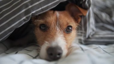 Yatakta battaniyenin altında evcil hayvan. Hüzünlü köpeğin portresi soğuk havada ısınır.