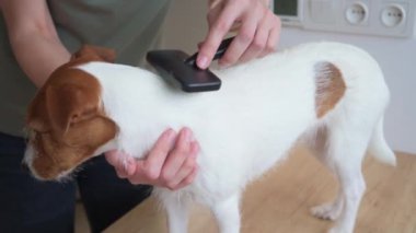 Köpeği fırçalayan kadın. Sahibi Jack Russell teriyerini tarıyor.