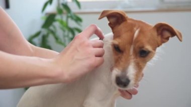 Köpeği fırçalayan kadın. Sahibi Jack Russell teriyerini tarıyor.