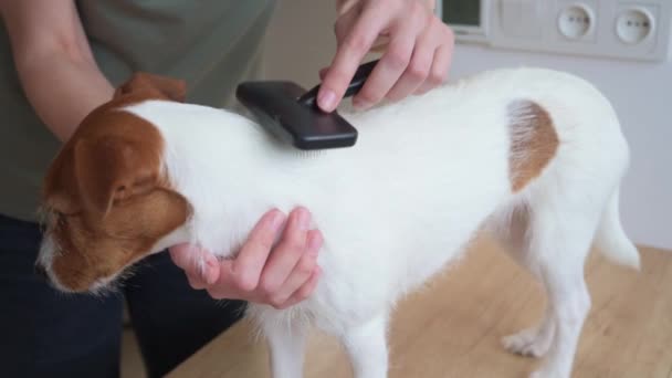 Mujer cepillando perro. Propietario peinando su Jack Russell terrier — Vídeos de Stock