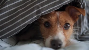 Yatakta battaniyenin altında evcil hayvan. Hüzünlü köpeğin portresi soğuk havada ısınır.