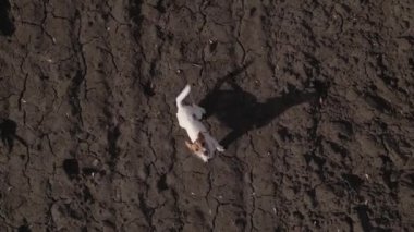 Havlayan köpek koşuyor ve kateter kamerasına atlıyor. Drone görünümü