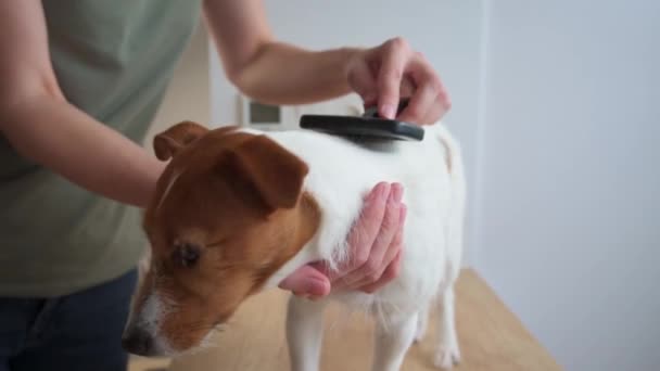 En kvinde, der børster hund. Ejer kæmning hendes Jack Russell terrier – Stock-video