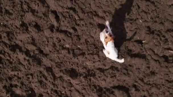 Perro ladrando corriendo y saltando a la cámara de cateterismo. Vista del dron — Vídeos de Stock