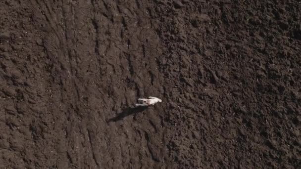 Chien aboyant courant et sautant à la caméra Cath. Vue sur drone — Video