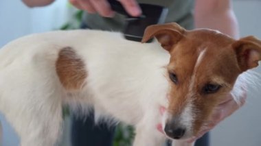 Köpeği fırçalayan kadın. Sahibi Jack Russell teriyerini tarıyor.