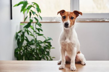Evde köpek portresi var. Jack Russell Terrier kameraya bakıyor.
