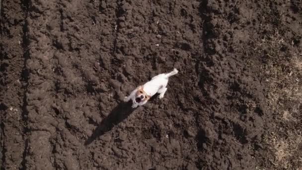 Perro ladrando corriendo y saltando a la cámara de cateterismo. Vista del dron — Vídeos de Stock