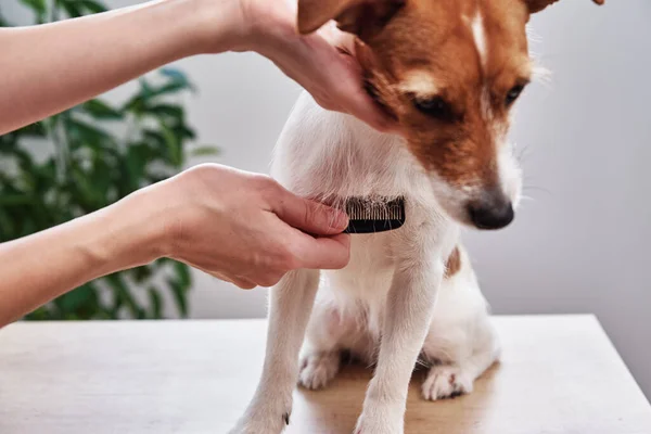 Woman brushing dog. Owner combing Jack Russell terrier. Pet care