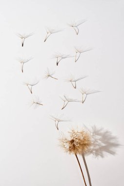 Beyaz arka planda uçan karahindiba yaprakları