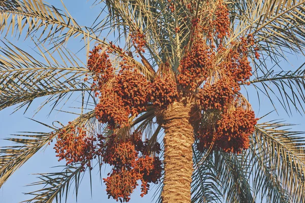 Palmier dattier contre ciel bleu — Photo