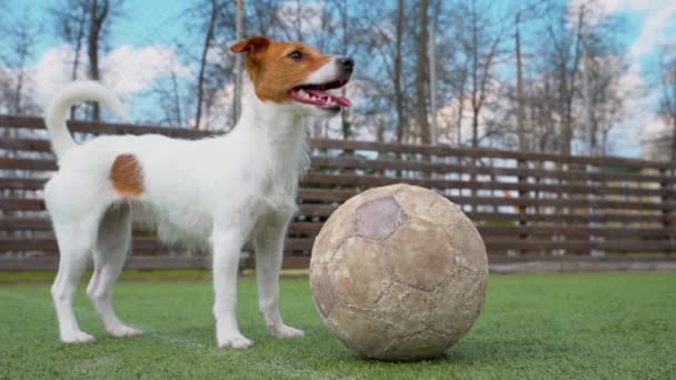 草の上にサッカーボールを持つ犬 — ストック動画