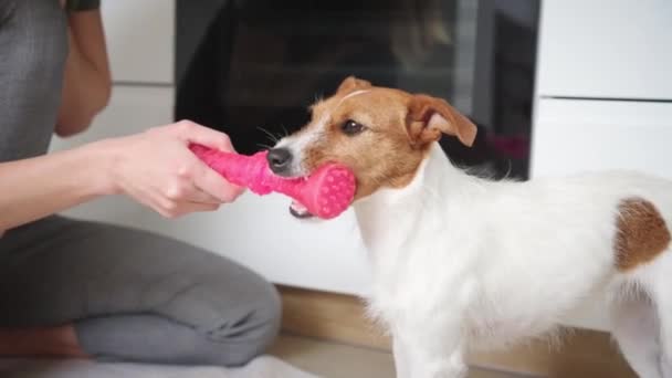 Mujer jugar con perro en casa — Vídeos de Stock
