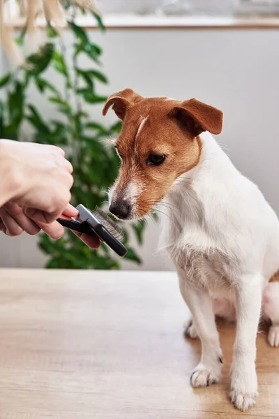 Woman brushing dog. Owner combing Jack Russell terrier. Pet care