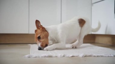 Mutfakta köpek oyuncağıyla oynuyor.
