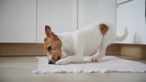 Perro jugar con juguete en la cocina — Vídeo de stock