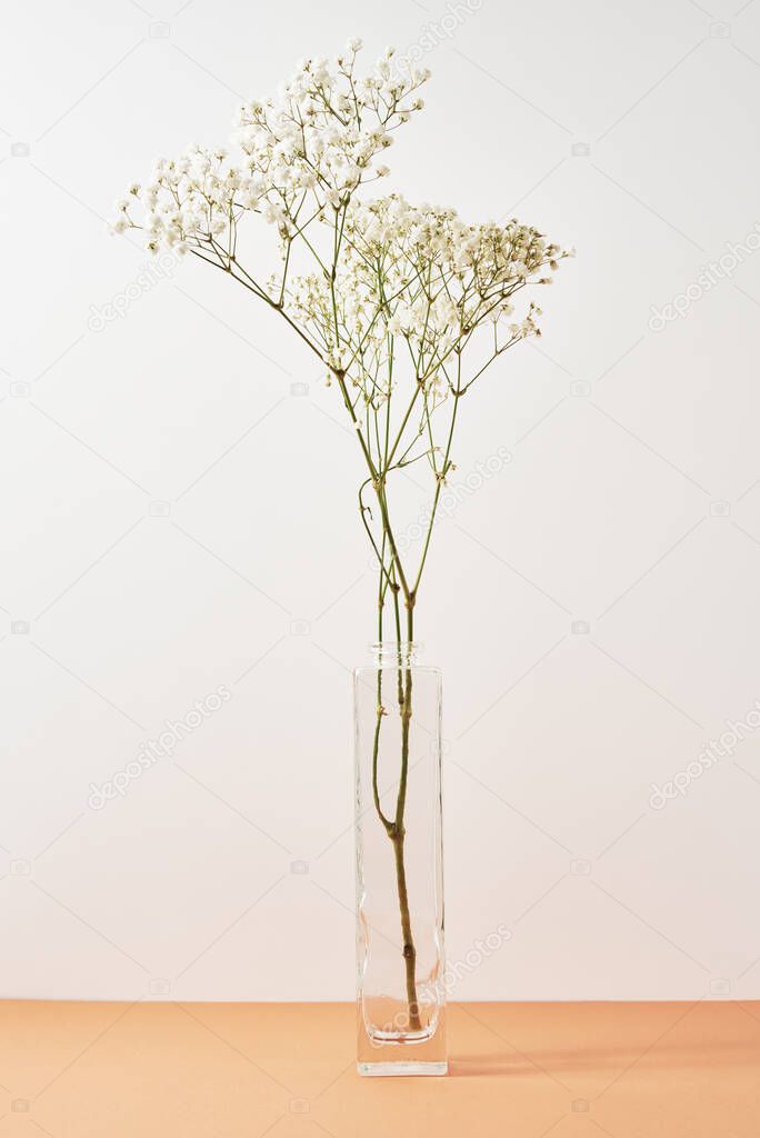 Plant in glass vase on pastel beige background. Minimal style decor