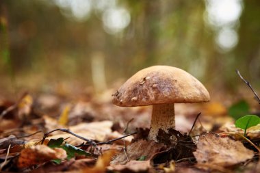 Sonbaharda Boletus Edulis mantarı. Ormanda güzel bir mantar