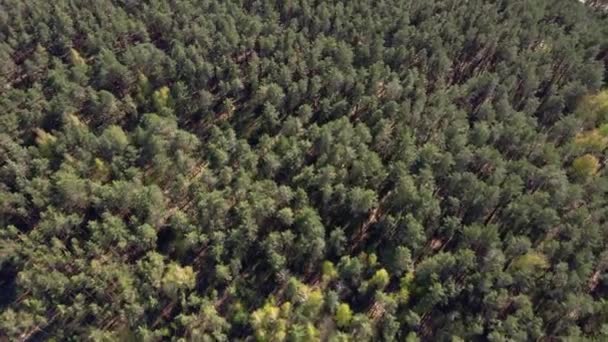 Yeşil yaz ormanı arka planı, hava manzarası. Doğa manzarası — Stok video