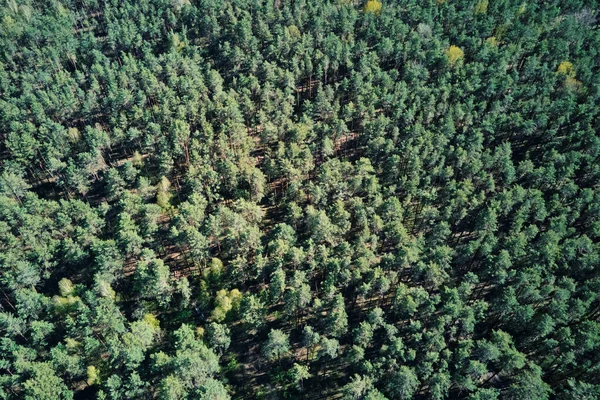Zöld nyári erdő háttér, légi kilátás. Természet táj — Stock Fotó