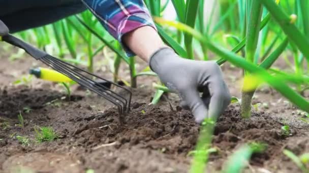 Kertész kezek gyomláló hagyma a kertben — Stock videók