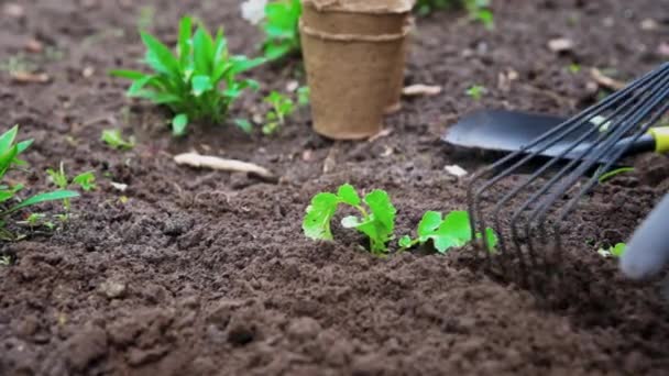 Kertész kéz szedés és ültetés növényi növény a kertben — Stock videók